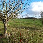 Seghetto giapponese di potatura su albero telescopico 178 cm - 300 cm